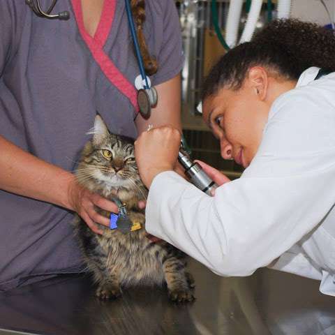Lakeside Animal Hospital Lakeside Animal Hospital